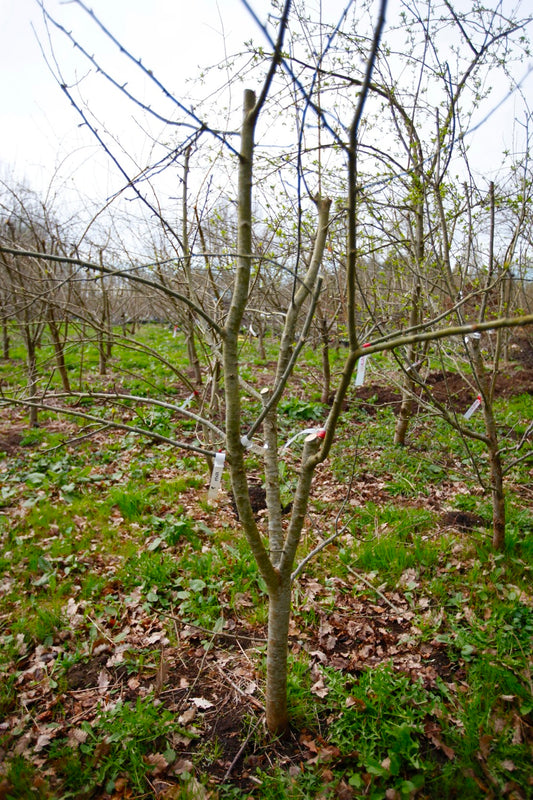 Venus II – Stort Äppleträd - Malus Domestica 'Venus'