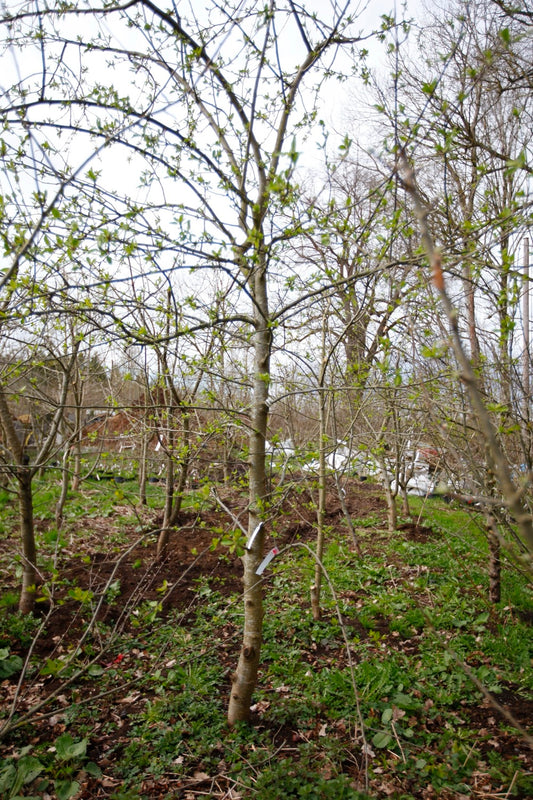 Hyslop – Stort Äppleträd - Malus Domestica 'Hyslop '