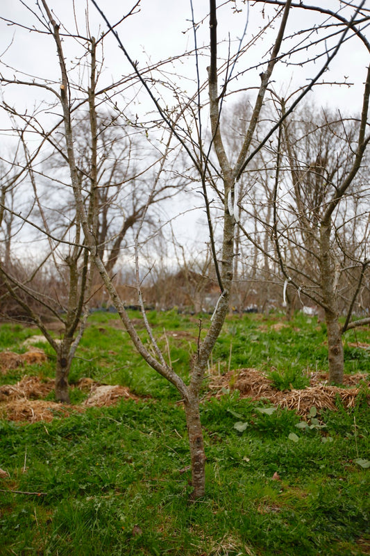 Tremletts Bitter I – Stort Äppleträd - Malus Domestica 'Tremletts Bitter'