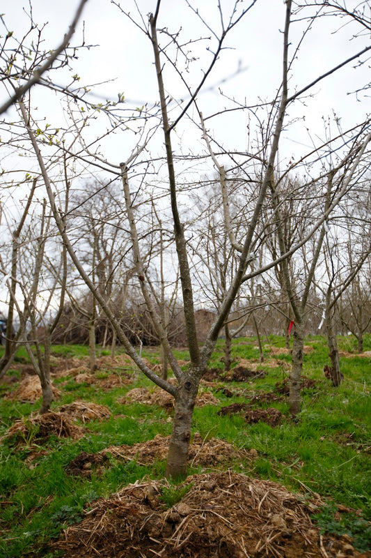 Brownlees Russet I – Stort Äppleträd - Malus Domestica 'Brownlees Russet'