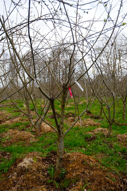 Gul Richard – Stort Äppleträd - Malus Domestica 'Gul Richard'