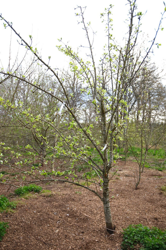 Hochfeine Butterbirne – Stort Päronträd - Pyrus Communis 'Hochfeine Butterbirne'