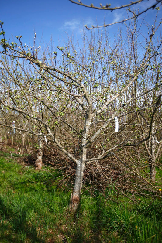 Ingers – Stort Äppleträd - Malus Domestica 'Ingers'