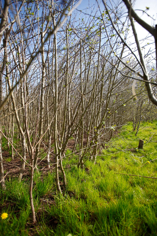 Filippa häckar (100 träd)– Stort Äppleträd - Malus Domestica 'Filippa'
