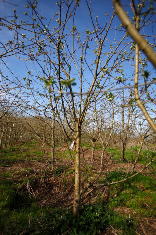 Astrakan (Nr.5) – Stort Äppleträd - Malus Domestica 'Astrakan'