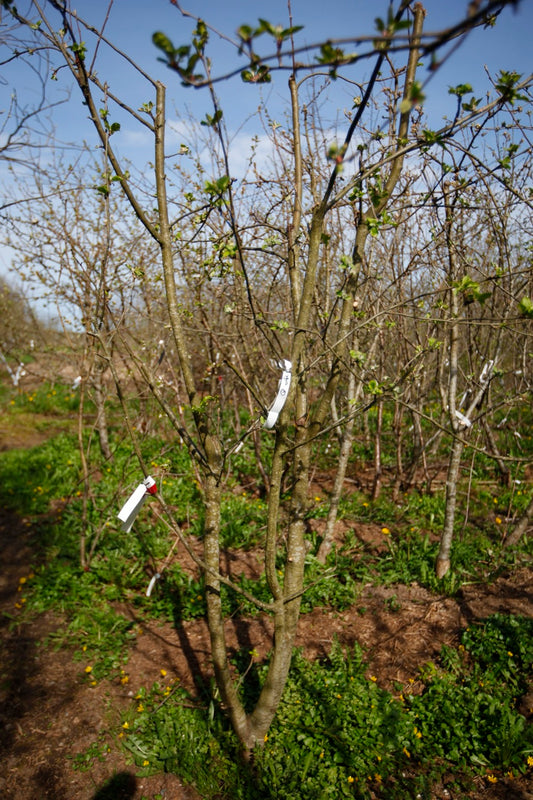 Sylvia I – Stort Äppleträd - Malus Domestica 'Sylvia'