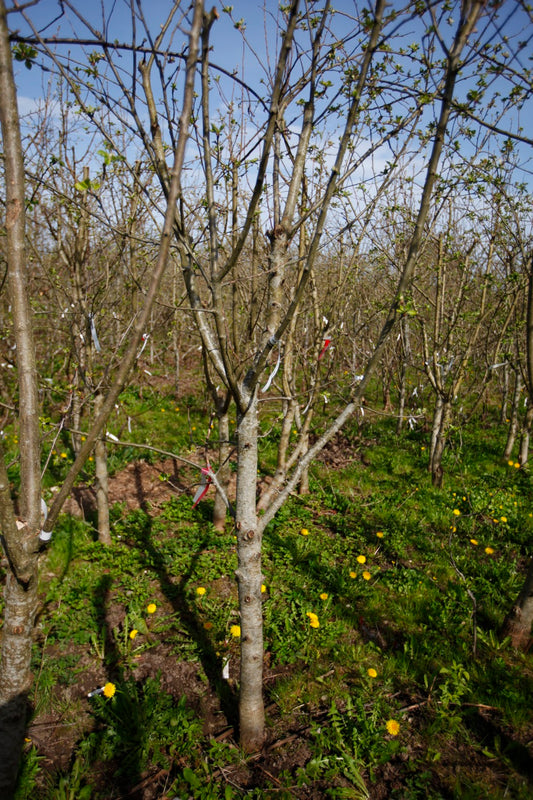 James Grieve I – Stort Äppleträd - Malus Domestica 'James Grieve'