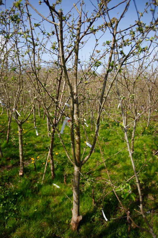 Astrakan (Nr.6) – Stort Äppleträd - Malus Domestica 'Astrakan'