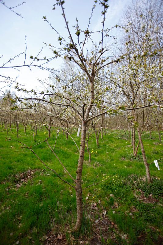 Sunburst II – Stort Körsbärsträd - Prunus Avaium ´Sunburst`