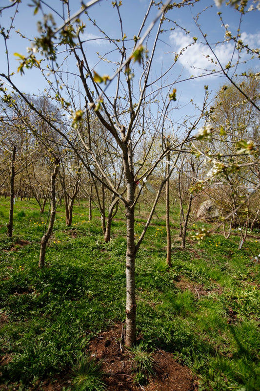 Stella (Nr.9) – Stort Körsbärsträd - Prunus Avaium ´Stella`