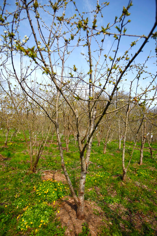 Stella (Nr.11) – Stort Körsbärsträd - Prunus Avaium ´Stella`