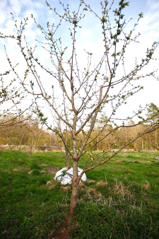 Stella (Nr.15) – Stort Körsbärsträd - Prunus Avaium 'Stella'