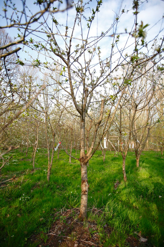 Stella (Nr.18) – Stort Körsbärsträd - Prunus Avaium 'Stella'