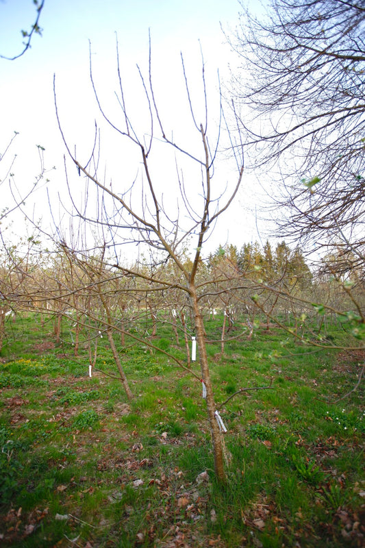 Ellis Bitter (Nr.MOF.1) – Stort Äppleträd - Malus Domestica 'Ellis Bitter'