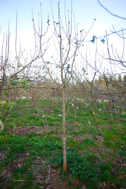 Astrakan (Nr.MOF.1) – Stort Äppleträd - Malus Domestica 'Astrakan'