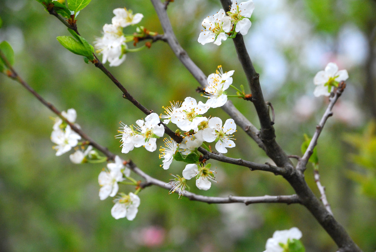 Althans Reine Claude I – Stort Plommonträd - Prunus Domestica 'Althans Reine Claude'