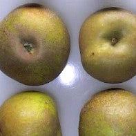 Pommier Brownlees Russet sur porte-greffe Antonvka Grundstam - Malus Domestica 'Brownlees Russet'