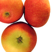 Discovery Pomme - Malus Domestica 'Discovery'