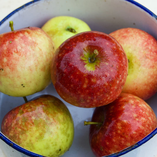 Ingrid Marie Apple on Antonovka Grundstam - Malus Domestica 'Ingrid Marie'