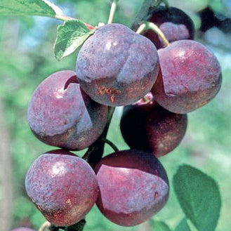 Bonne de Bry Pflaume