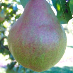 Doyenné du Comice Birne