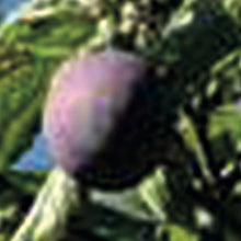 Experimentalfältets Sviskom Pflaume