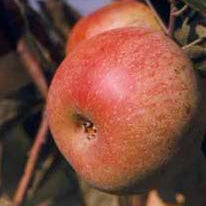 Foxwhelp Cider Apple on MM106 Rootstock- Malus Domestica 'Foxwhelp red'