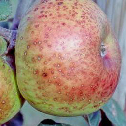 Laxton Peerless Apfel auf P60 Wurzelstock