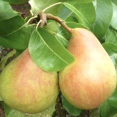 Speckbirne Pear - Pyrus Communis 'Speckbirne'
