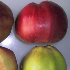 Cidre Tom PuttAntonovka Grundstam - Malus Domestica 'Tom Putt'