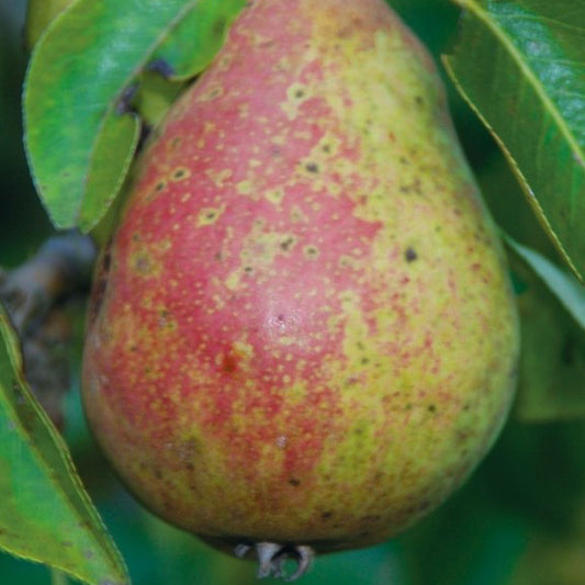 Williamspäron Poire (Williams Bon Chrétien)- Pyrus Communis 'Williams Bon Chrétien'