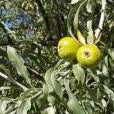 Hängende Silberblattbirne (Weeping Silver Leaved Pear)