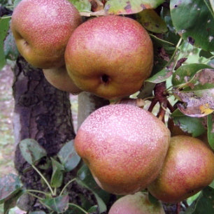 Ahlmann Birne