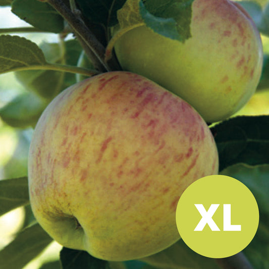 Astrakhan – Grand pommier- Malus Domestica 'Astrakan'