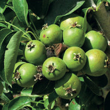 Bambinella Birne