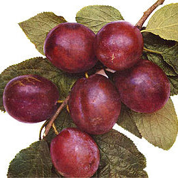 Belle de Louvain Plommon