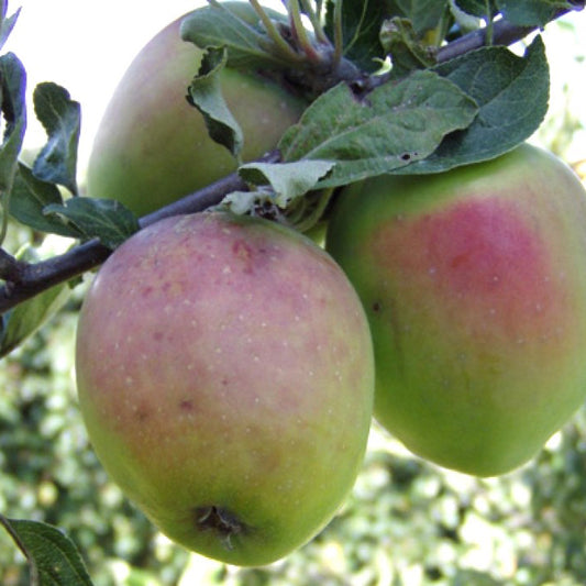 Pommier Bodil Neergaard sur porte-greffe - Malus Domestica 'Bodil Neergaard'