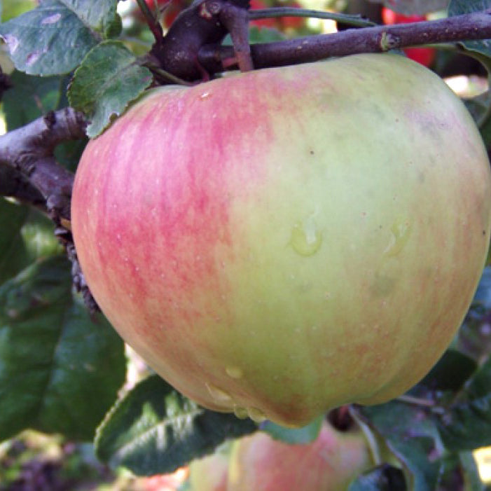 Boiken Apfel