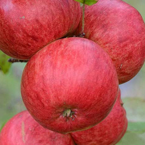 Brown's Apfel auf P60 Wurzelstock