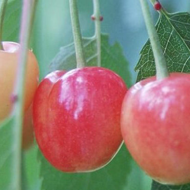 Büttners Rote Kirsche