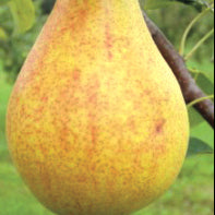 Clapps Favorite Birne