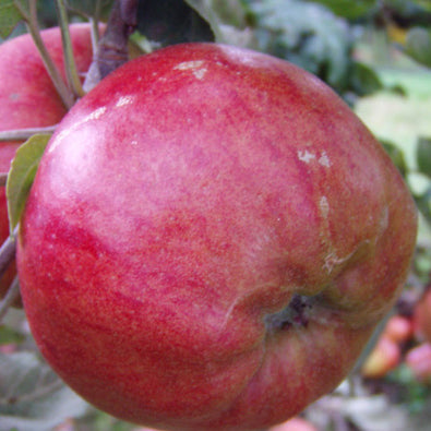 Pommier Danziger Kant sur porte-greffe - Malus Domestica 'Danziger Kant'