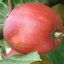 Ildrød Pigeon (Fiery Red pigeon)- Malus Domestica 'Ildrød Pigeon'