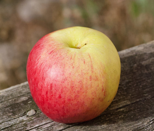 Ellis Bitter Äpple på Antonovka Grundstam