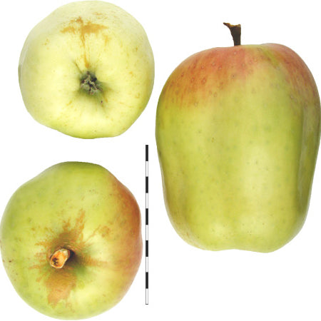 Pomme Filippa Anka sur porte-greffe Antonovka - Malus Domestica 'Filippa Anka'