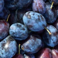 Franskt Damson Pfaume (1m)