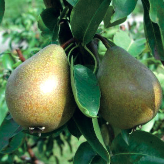 Gråpäron Birne