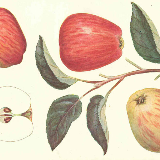 Guldborg Apple - Malus Domestica 'Guldborg'