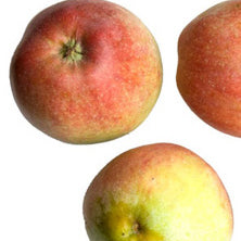 Hans Wassad apple on Antonovka rootstock - Malus Domestica 'Hans Wassad'