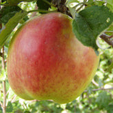 Hofmann Bang Apple - Malus Domestica 'Hofman-Bang'